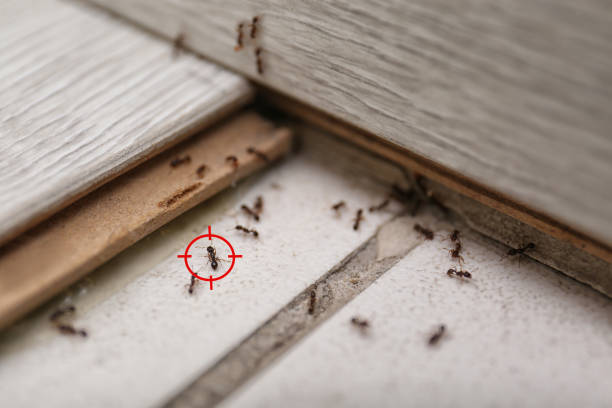 Professional Pest Control in Shell Kno, MO