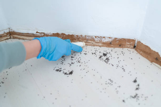 Flea Control Services in Shell Kno, MO
